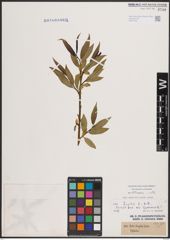 Foto von Salix fragilis L.
